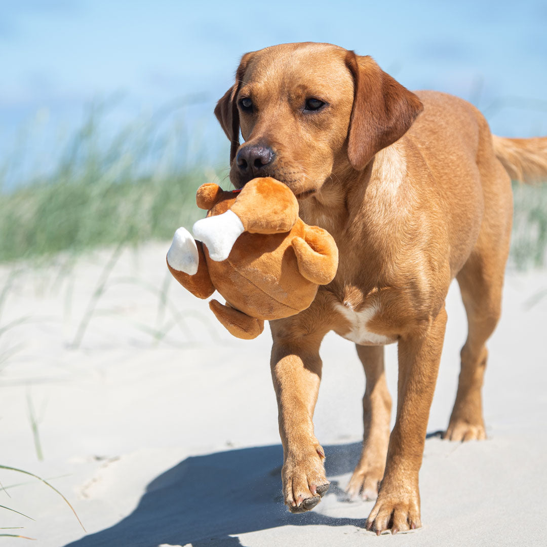 Hundespielzeug Hähnchen – Detailansicht 6