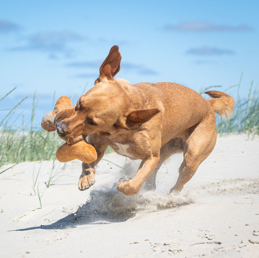 Hundespielzeug Knochen – Detailansicht 3
