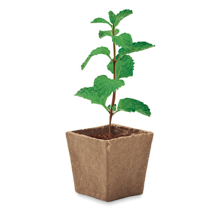 MINT KIT Pflanz-Set Minze