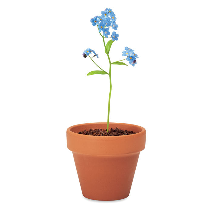 FORGET ME NOT Terracotta-Topf Vergissmeinnicht