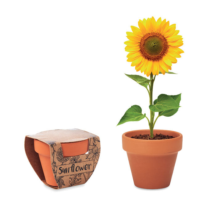 SUNFLOWER Terracotta-Topf Sonnenblume – Holz