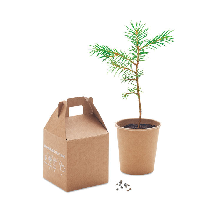 GROWTREE™ Kiefernsamen-Set