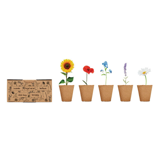 FLOWERS Saat-Set Sommerblumen