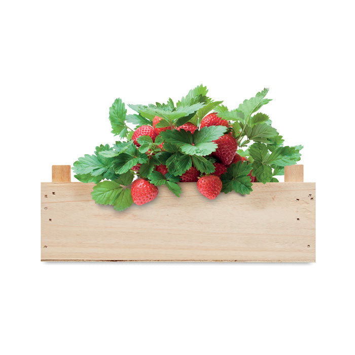 STRAWBERRY Saat-Set Erdbeere