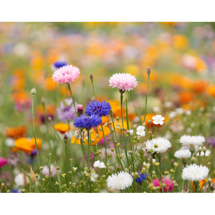 ASIDI DIN A4 Wildblumen-Samenpapier