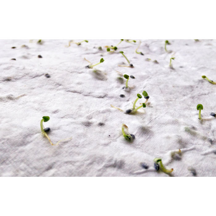 ASIDI DIN A4 Wildblumen-Samenpapier