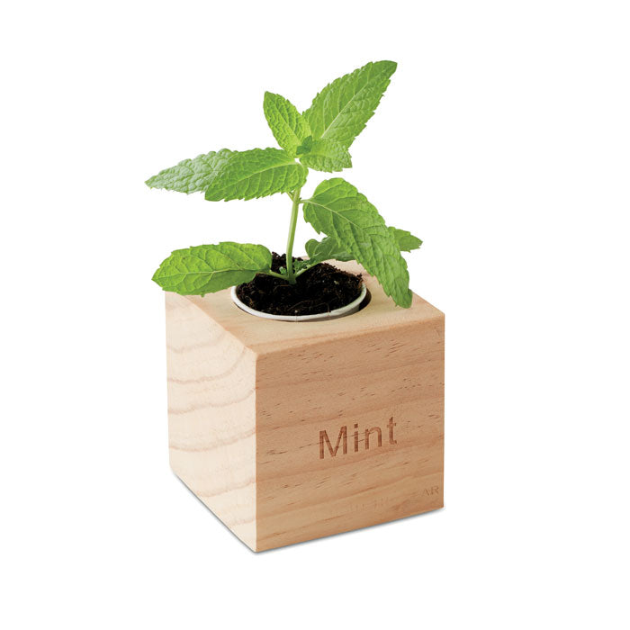 MENTA Kräuterpflanz-Set