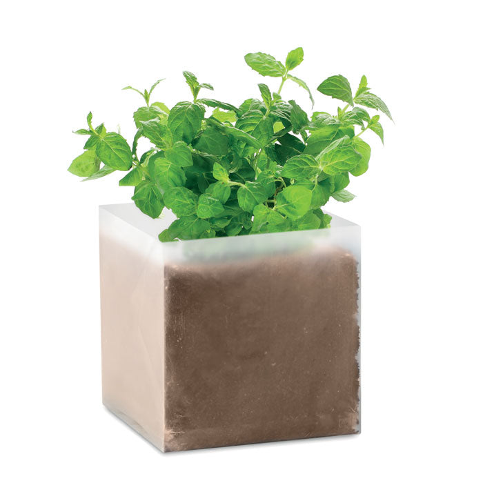 MINT Pflanz-Set "Minze" – Beige