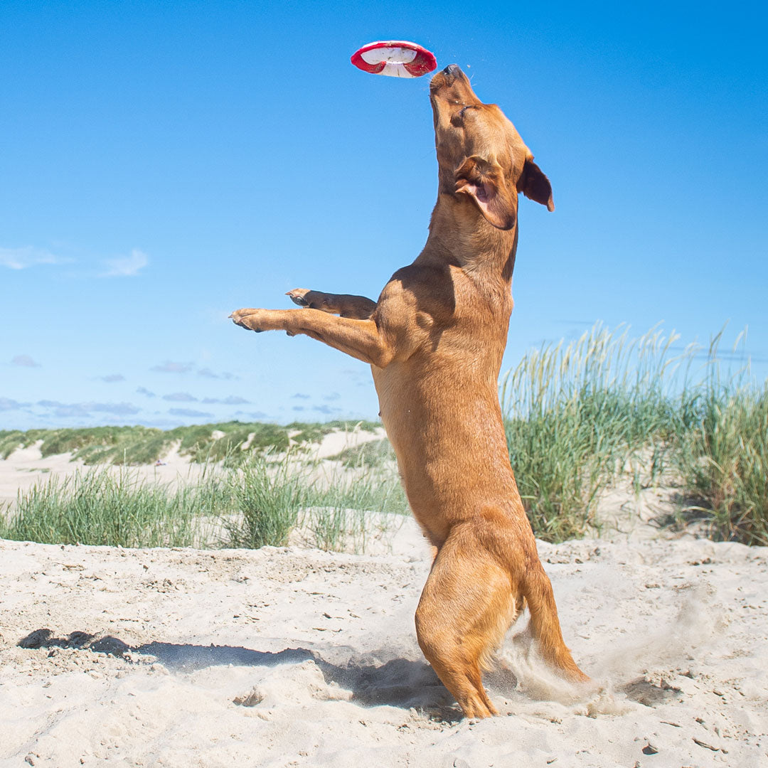 Hundespielzeug Flying Disc – Detailansicht 18