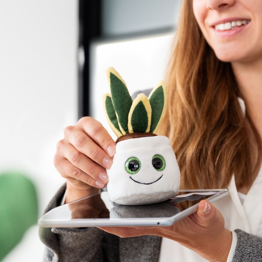 Schmoozies® Evergreenies® Bogenhanf – Detailansicht 3