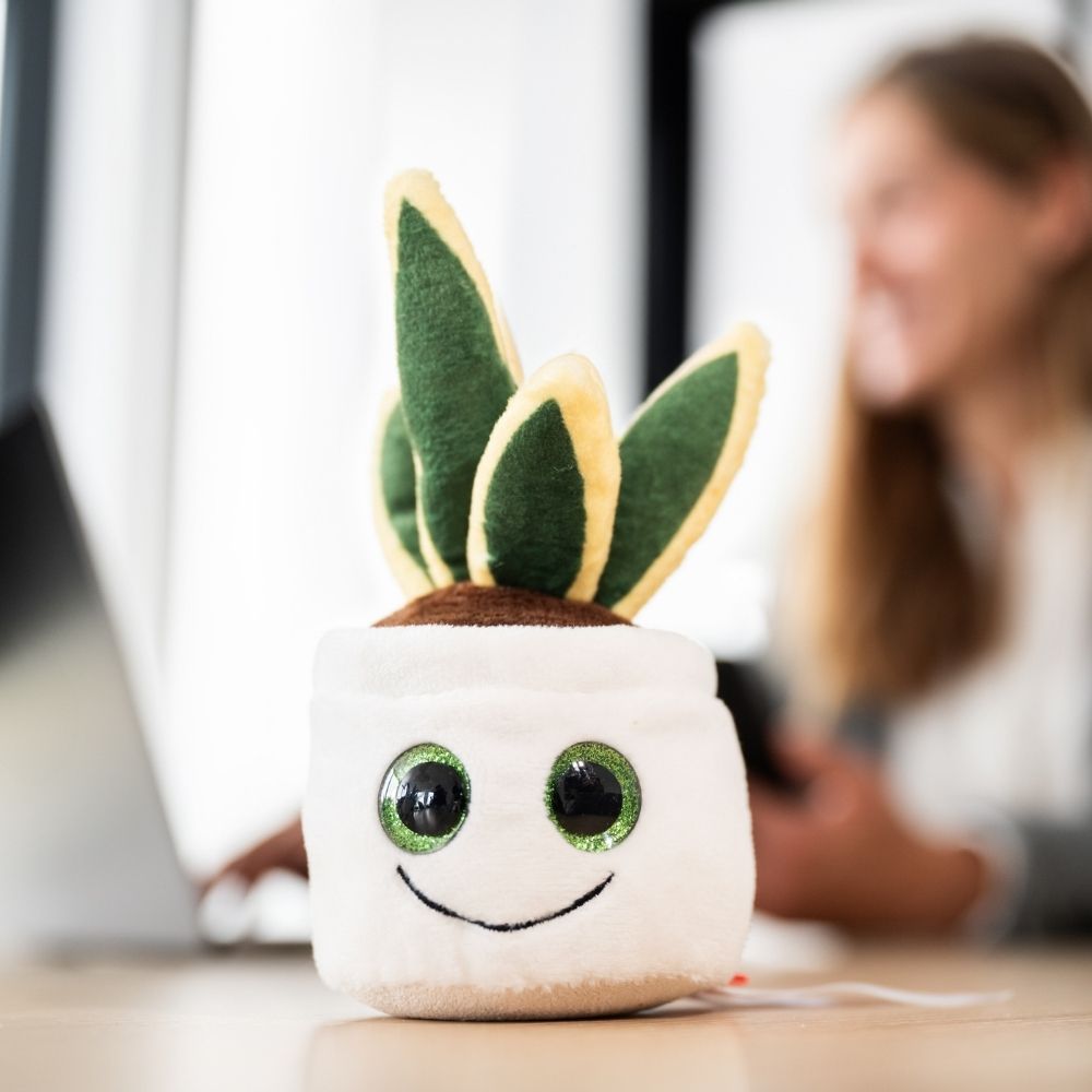 Schmoozies® Evergreenies® Bogenhanf – Detailansicht 4