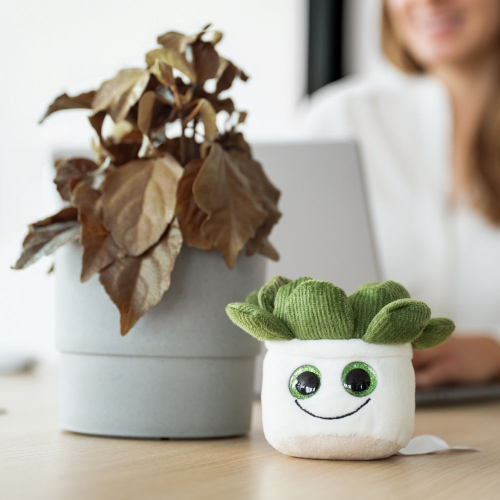 Schmoozies® Evergreenies® Sukkulente – Detailansicht 4