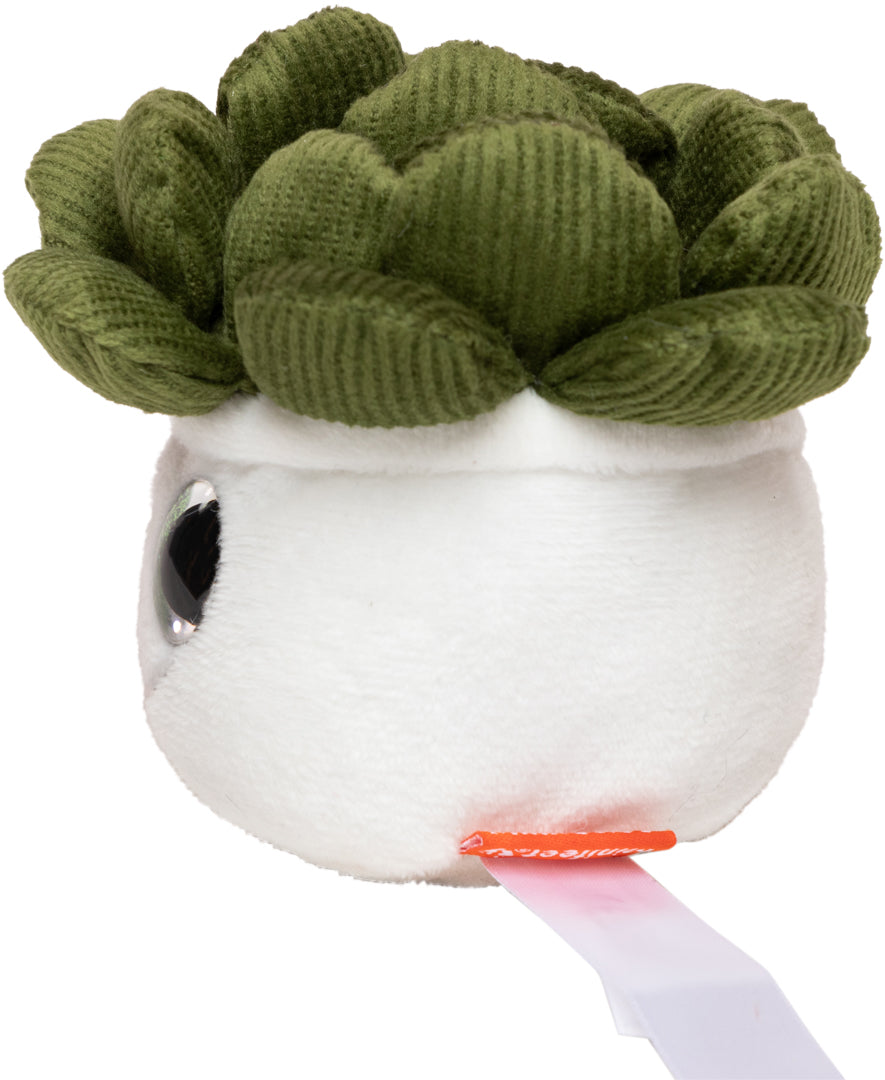 Schmoozies® Evergreenies® Sukkulente – Detailansicht 7