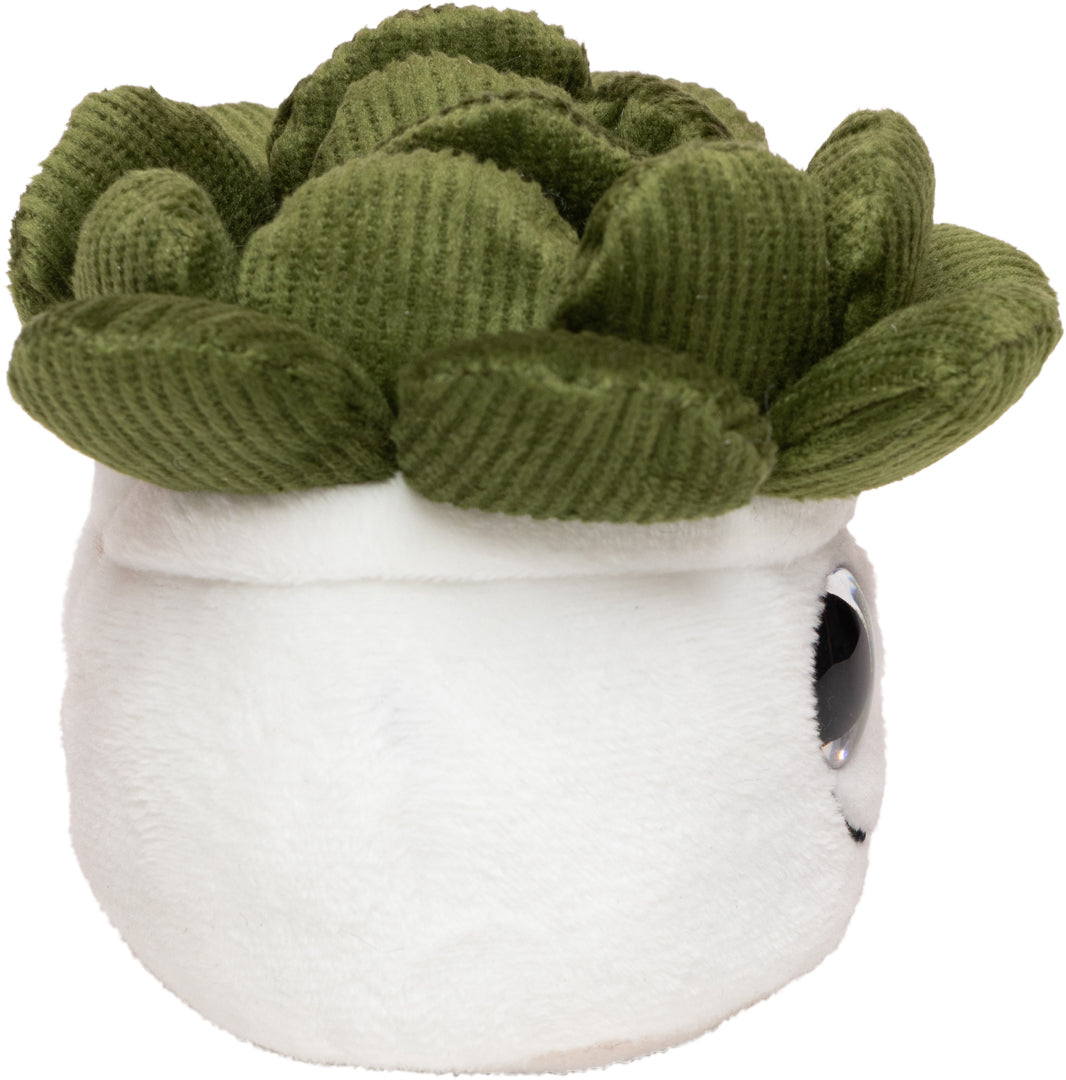 Schmoozies® Evergreenies® Sukkulente – Detailansicht 9