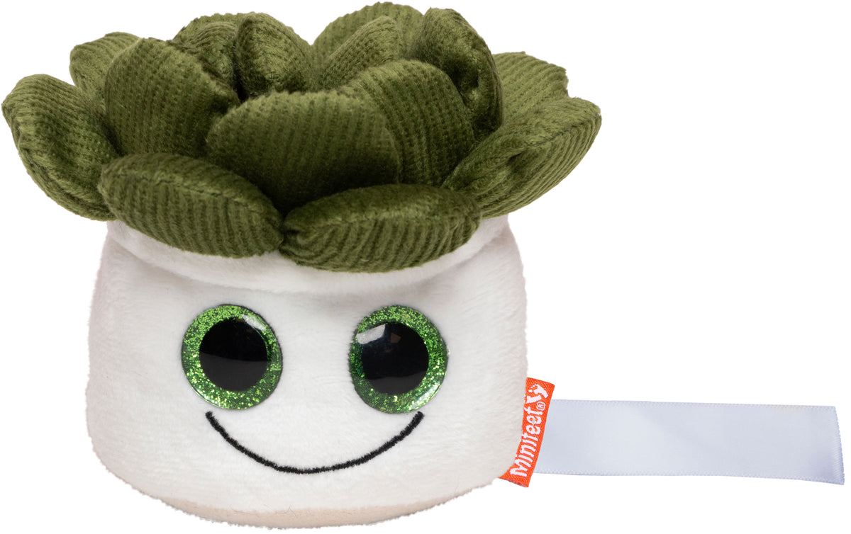 Schmoozies® Evergreenies® Sukkulente – Mehrfarbig